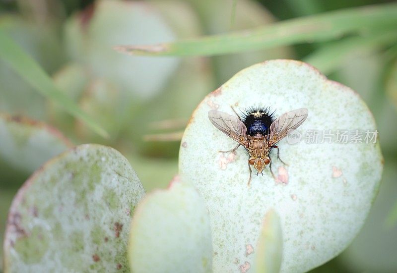 银元玉叶上的Tachinid Fly, Epalpus signifier